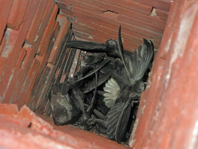 Chimney Swifts - Chimney Sweeps in NY