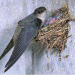 Bird nesting in Chimney - Certifed Chimney Service