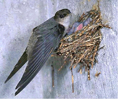 Bird nesting in Chimney - Certifed Chimney Service