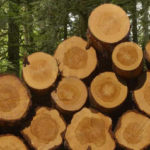 Choosing Firewood for Your Wood Fireplace