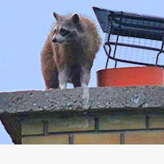 chimney sweep animal removal