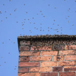 bees in chimney