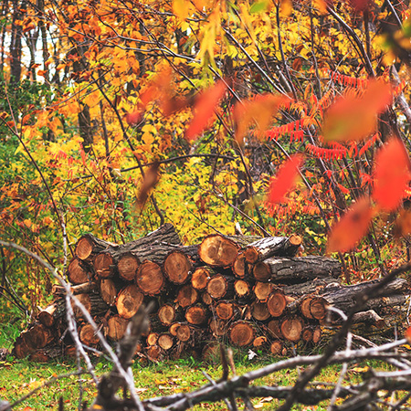 Pile of firewood in fall