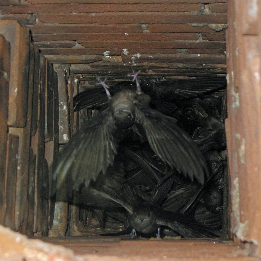 chimney swifts, esopus ny