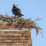 birds nests in chimneys in beacon, NY